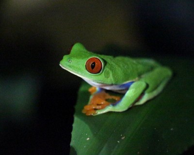 Frog, Costa Rica