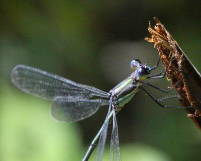 Dragonfly, Costa Rica