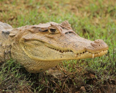Caiman, Costa Rica