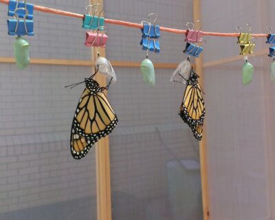 Butterfly clothesline