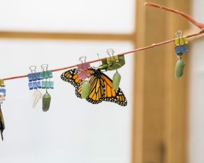 Dawson_butterfly_2018_010