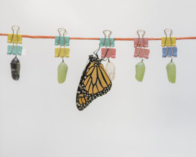 Dawson_butterfly_2018_015