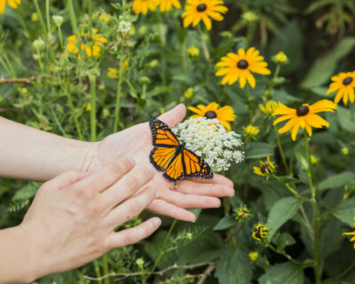 Dawson_butterfly_2018_104