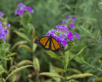 Dawson_butterfly_2018_132