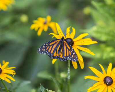 Dawson_butterfly_2018_137
