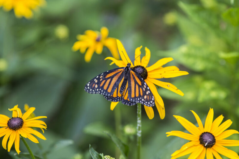 Dawson_butterfly_2018_137